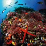 Submarinismo_Jordi-BenItez