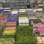 I_amsterdam_5944_Cris-Toala-Olivares_Editorial