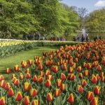 I_amsterdam_7042_Keukenhof_RoyaltyFree