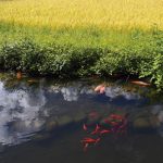 Shirakawago_Akimasa-Yuasa_JNTO-2