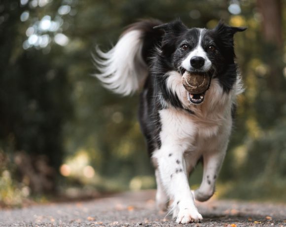 Majadahonda refuerza la vigilancia en parques y calles para garantizar el comportamiento cívico de los dueños de mascotas